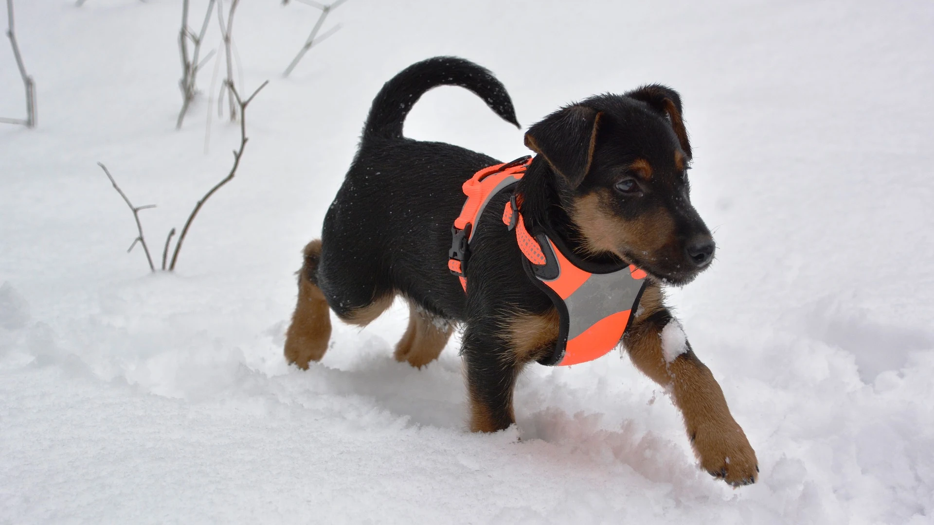 Imagen de archivo de un perro Jagdterrier 