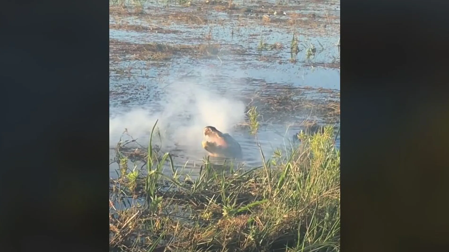El impactante momento en que un caimán engulle un dron y comienza a echar humo por la boca