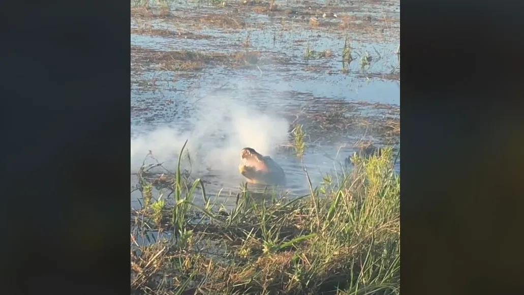 El impactante momento en que un caimán engulle un dron y comienza a echar humo por la boca