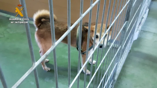 Uno de los perros aún vivos que se encontraron los agentes en la residencia canina. Uno de los perros aún vivos que se encontraron los agentes en la residencia canina.