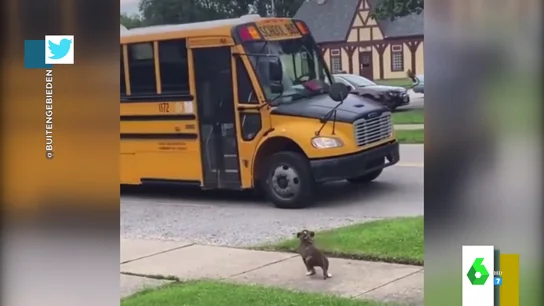 El adorable vídeo de un perro que espera al autobús escolar El adorable vídeo de un perro que espera al autobús escolar