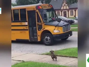 El adorable vídeo de un perro que espera al autobús escolar 