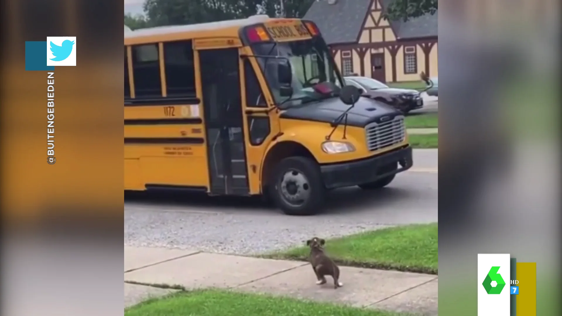 El adorable vídeo de un perro que espera al autobús escolar 