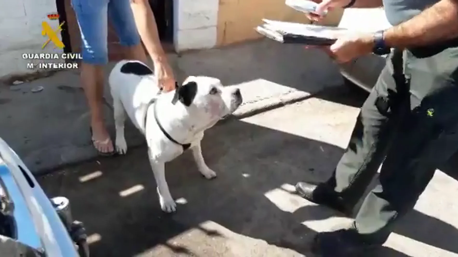 Dos detenidos por la muerte y el maltrato de perros de una residencia  canina de Madrid