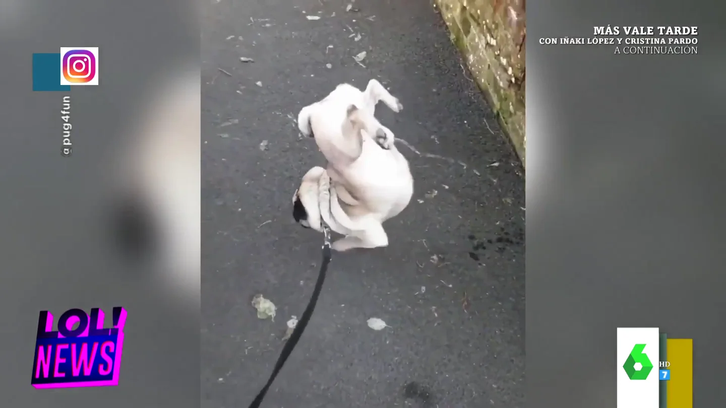 perro perro