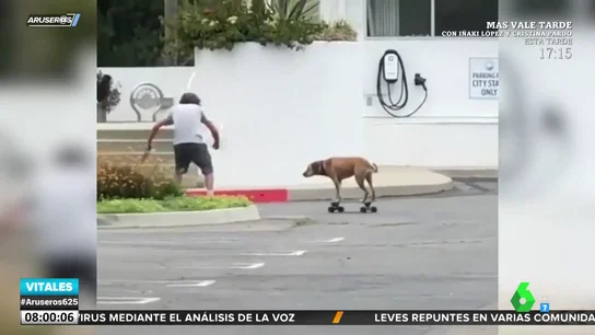 PERRO SKATE PERRO SKATE