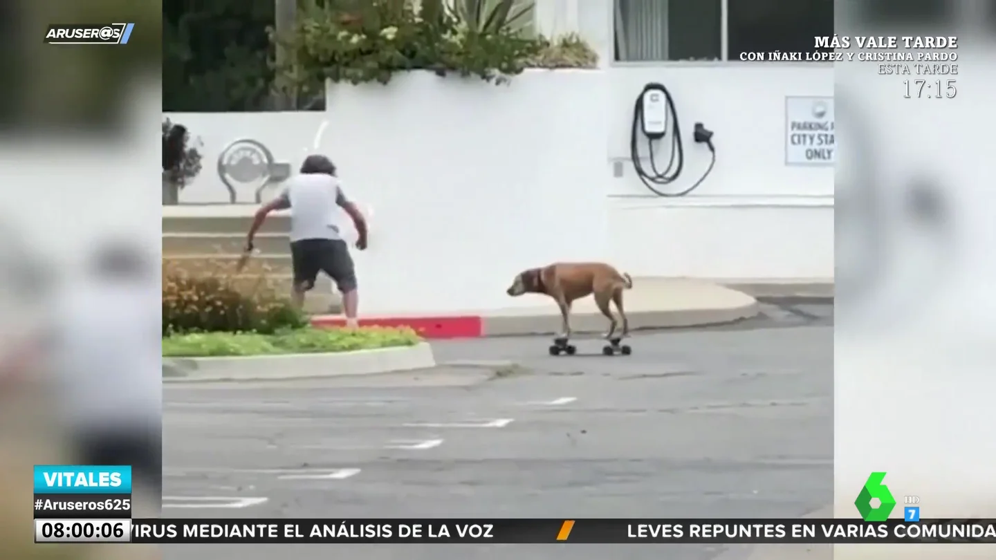 PERRO SKATE PERRO SKATE