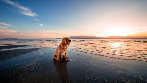Playas caninas