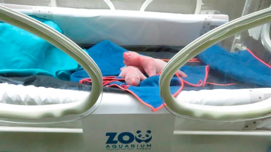 Nacen dos osos panda gemelos en el Zoo de Madrid Zoo Madrid