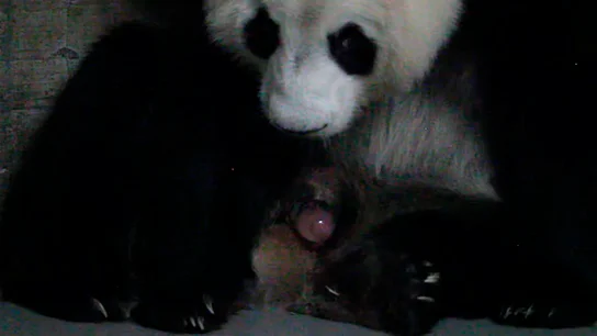 Nacimiento de pandas gemelos en Madrid Nacimiento de pandas gemelos en Madrid