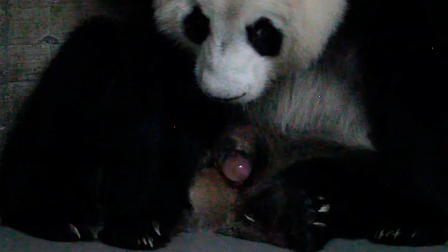 Nacimiento de pandas gemelos en Madrid Nacimiento de pandas gemelos en Madrid