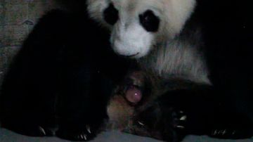 Nacimiento de pandas gemelos en Madrid