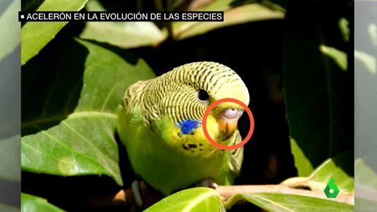 Cambio climático animales Loro