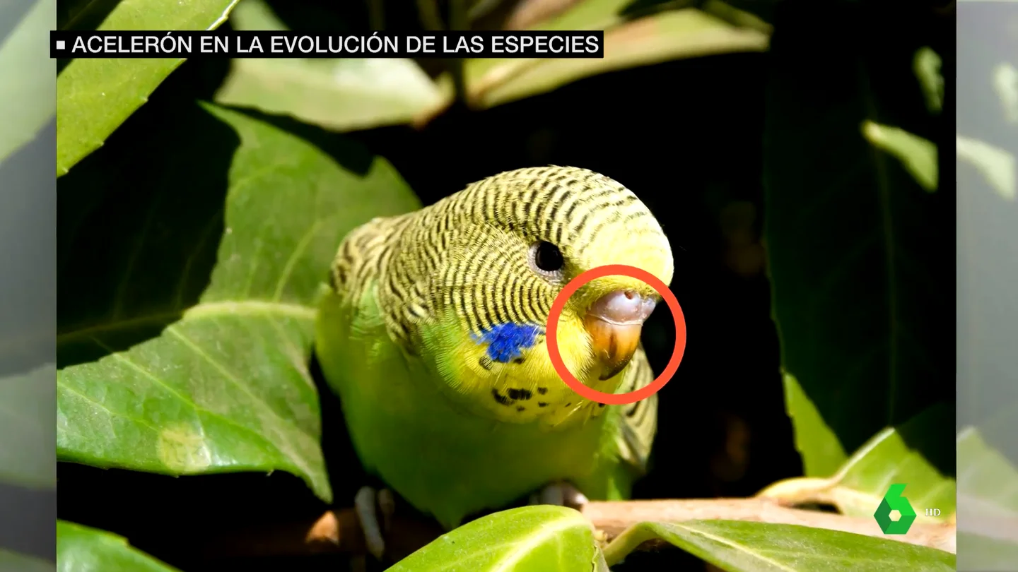 Cambio climático animales Loro