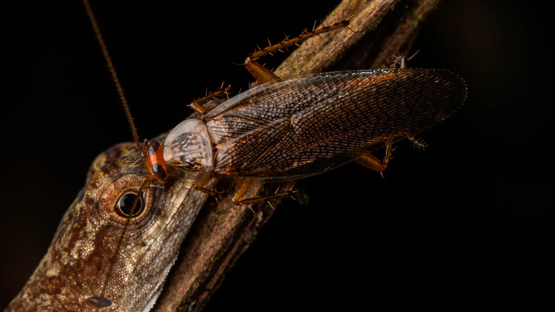 Cucaracha sobre una lagartija