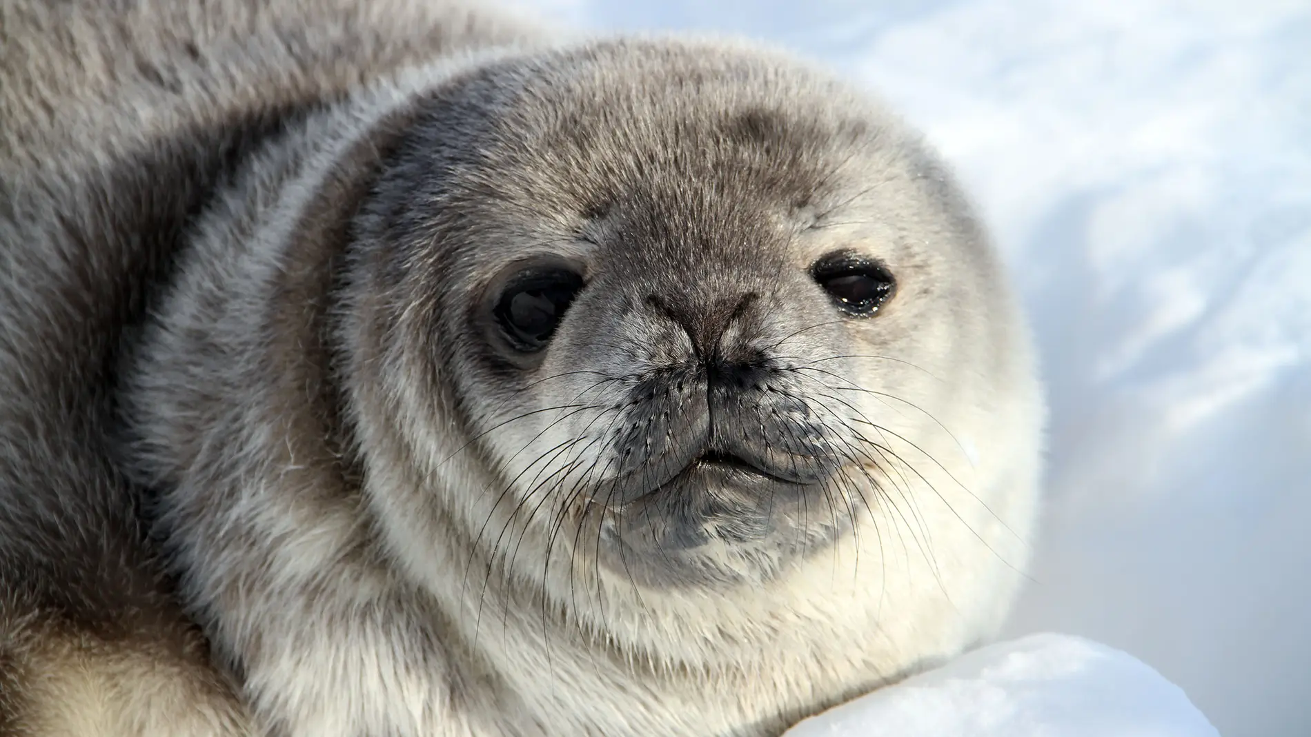 Foca de Weddell