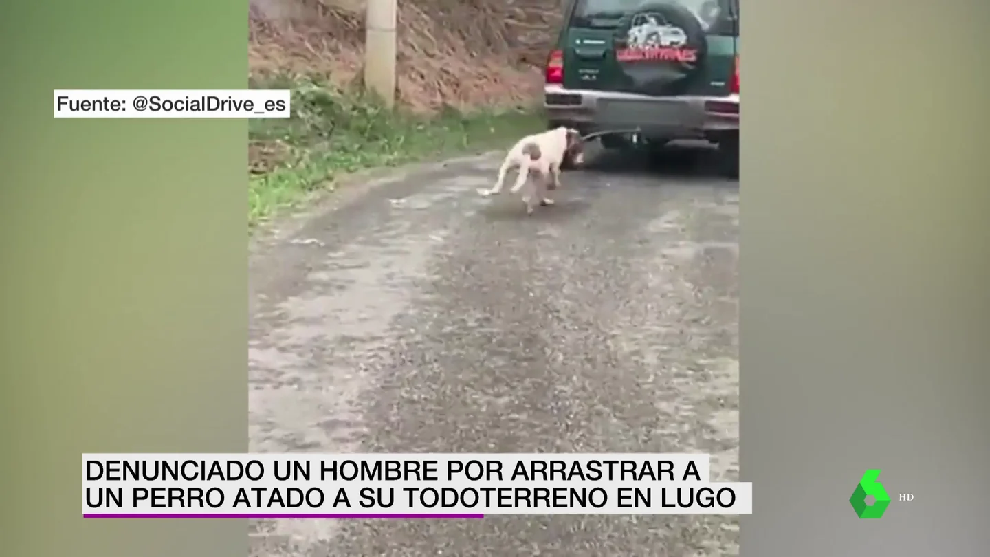 arrastra perro Lugo arrastra perro Lugo