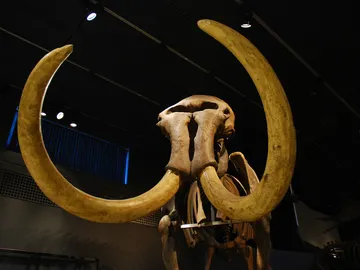 ¿Resucitar a los mamuts? Una empresa genética plantea esa posibilidad ¿Resucitar a los mamuts? Una empresa genética plantea esa posibilidad