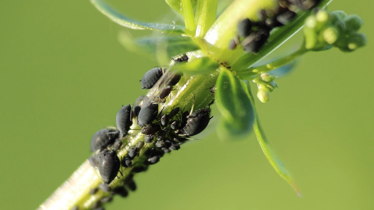 Cómo eliminar los pulgones de las plantas Cómo eliminar los pulgones de las plantas