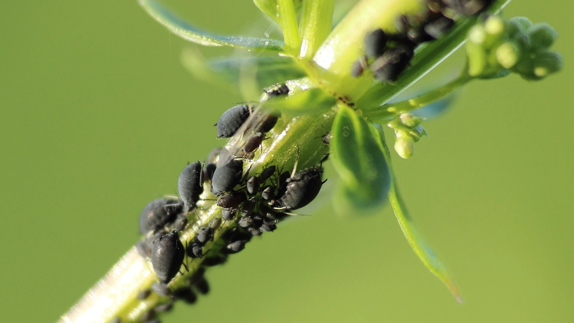 Cómo eliminar los pulgones de las plantas