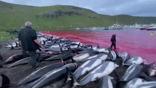 Matanza de 1.400 delfines en una cacería en Islas Feroe Matanza de 1.400 delfines en una cacería en Islas Feroe