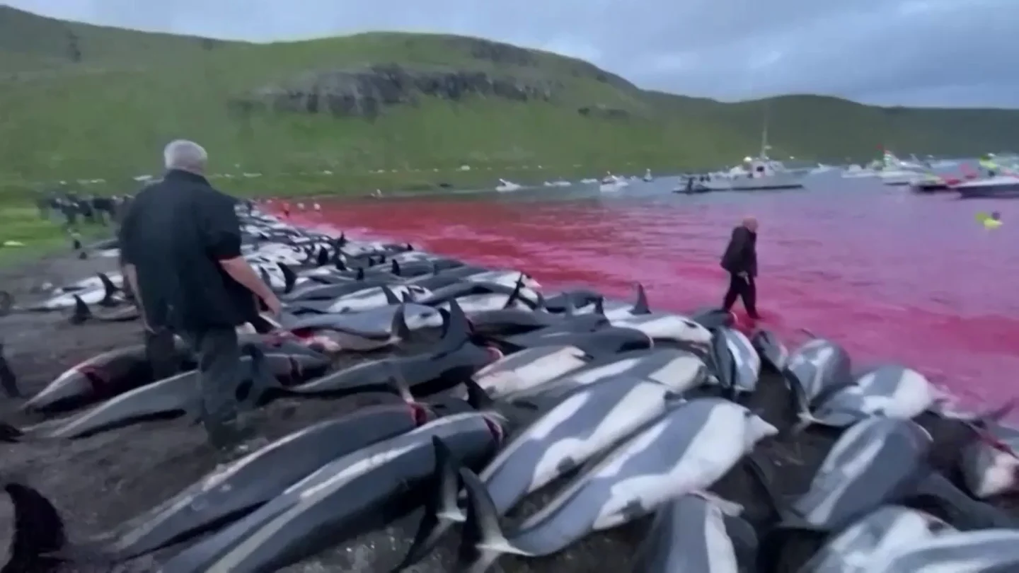 Matanza de 1.400 delfines en una cacería en Islas Feroe Matanza de 1.400 delfines en una cacería en Islas Feroe