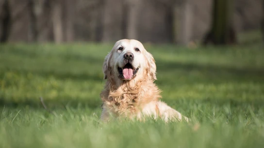 Perro en la hierba Perro en la hierba