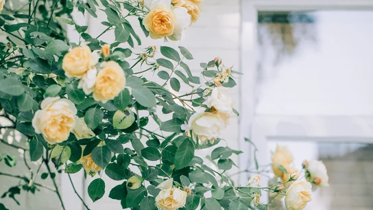 Plantas de exterior fáciles de cuidar y bonitas Plantas de exterior fáciles de cuidar y bonitas