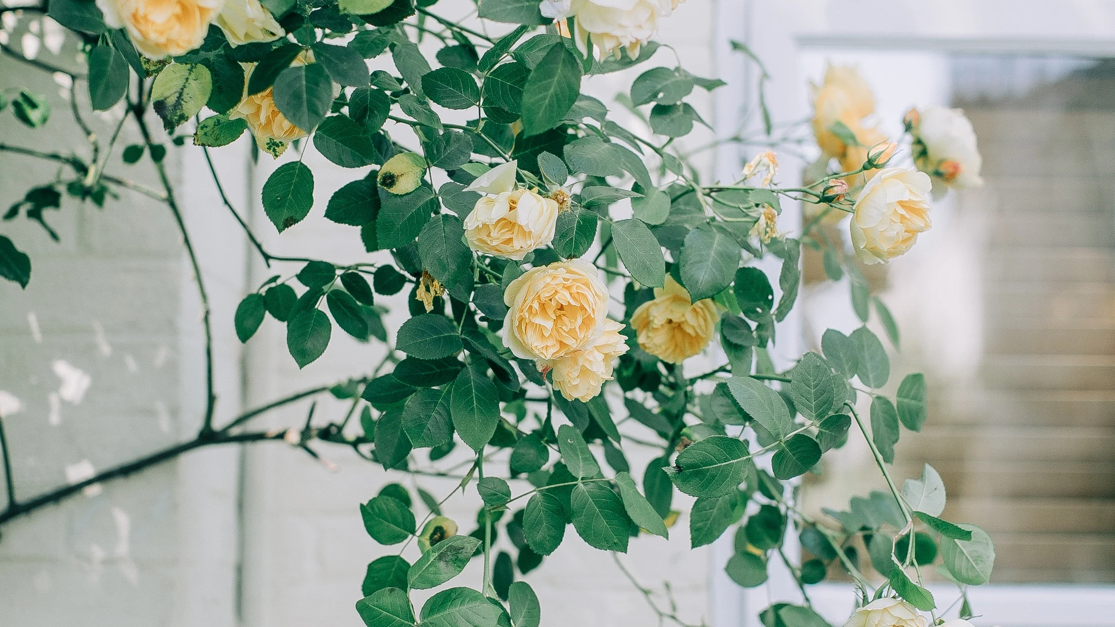 Plantas de exterior fáciles de cuidar y bonitas