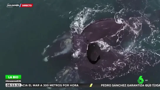 ballenas ballenas
