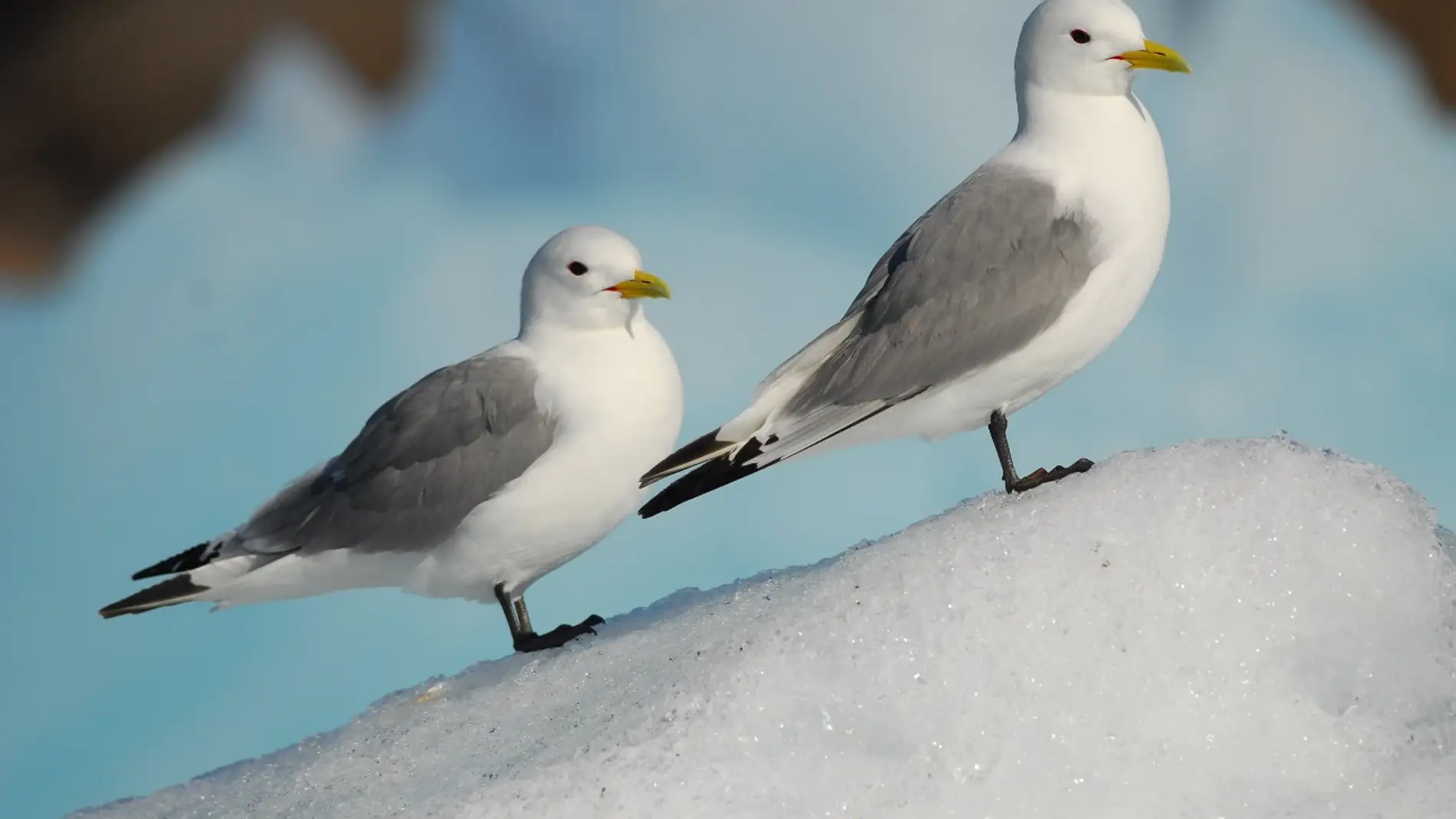 Dos aves marinas que habitan en el Ártico