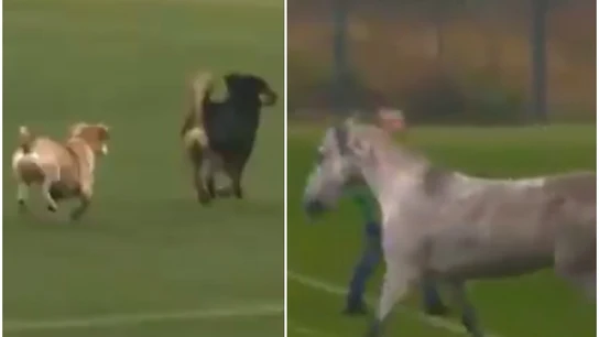 Un caballo y dos perros Un caballo y dos perros