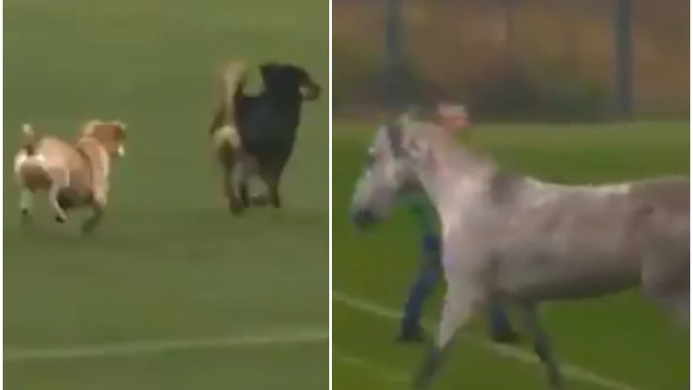 Un caballo y dos perros 