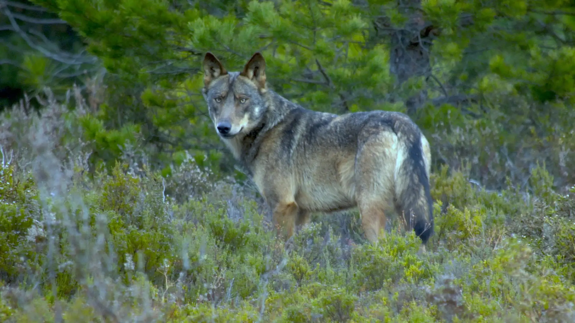 Nuevas medidas de control del lobo en los Picos de Europa