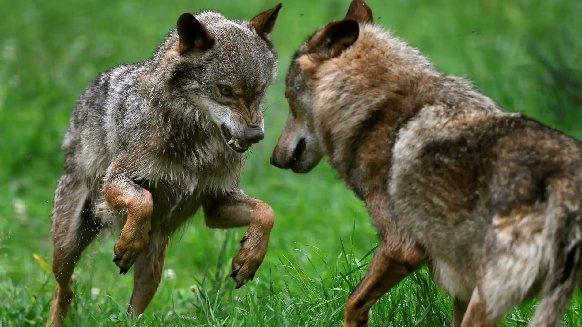 El lobo deja de ser una especie cinegetica