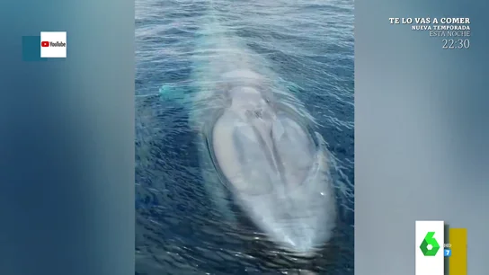 ballena ballena