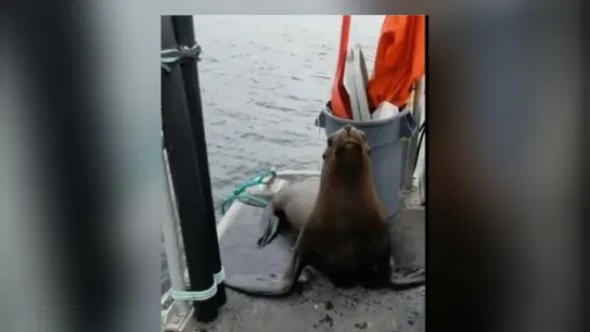 Una mujer expulsa a un león marino que se subió a su barco para evitar que las orcas lo rodeen Una mujer expulsa a un león marino que se subió a su barco para evitar que las orcas lo rodeen