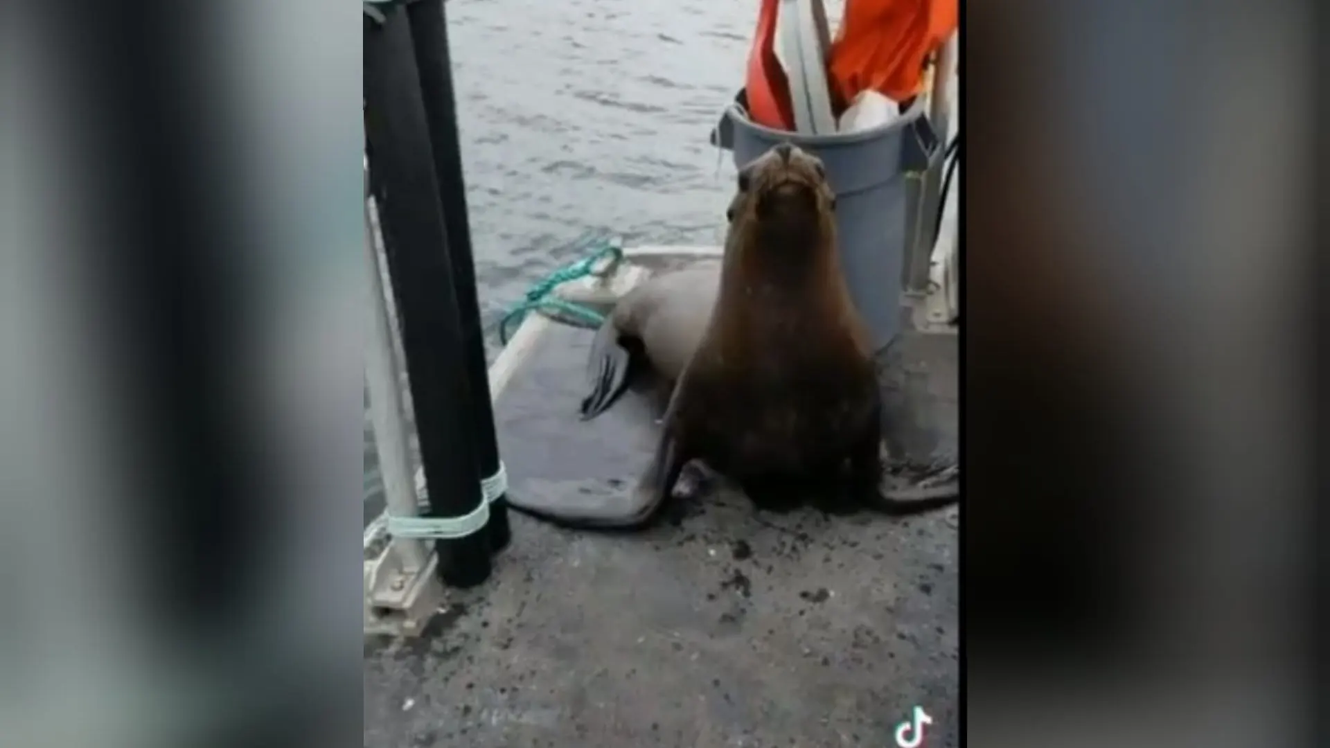 Una mujer expulsa a un león marino que se subió a su barco para evitar que las orcas lo rodeen