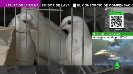 SolidariosPalma SolidariosPalma