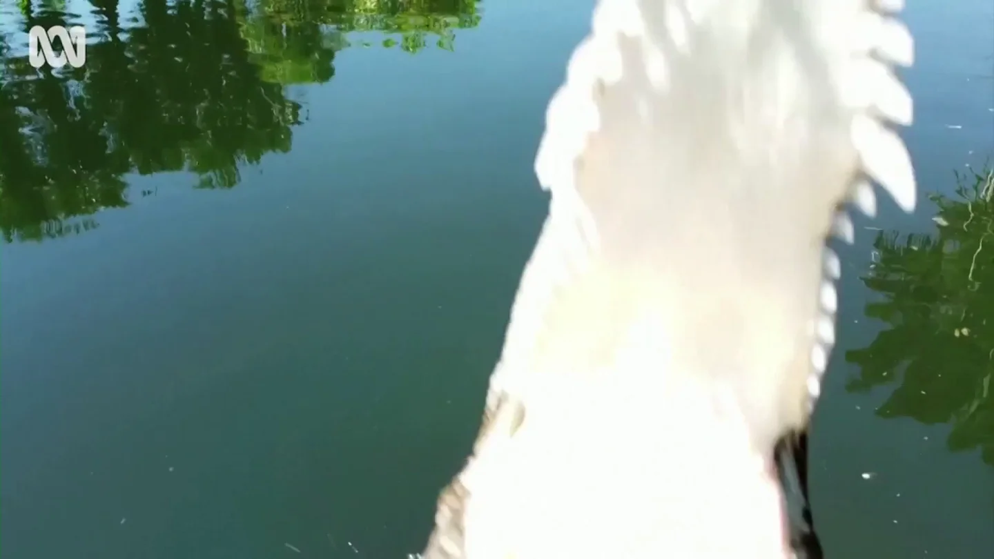El espeluznante momento en el que un cocodrilo ataca a un dron El espeluznante momento en el que un cocodrilo ataca a un dron