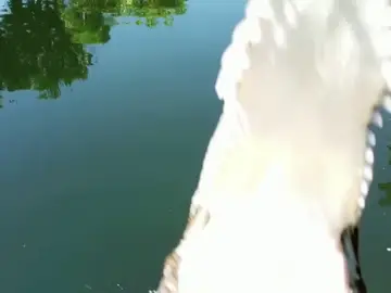 El espeluznante momento en el que un cocodrilo ataca a un dron