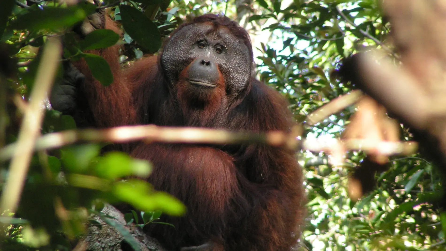 Orangután 