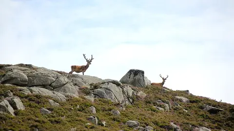 La berrea del ciervo rojo en Fort William, en las Tierras Altas escocesas La berrea del ciervo rojo en Fort William, en las Tierras Altas escocesas