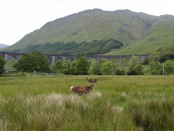 La berrea del ciervo rojo en Fort William, en las Tierras Altas escocesas