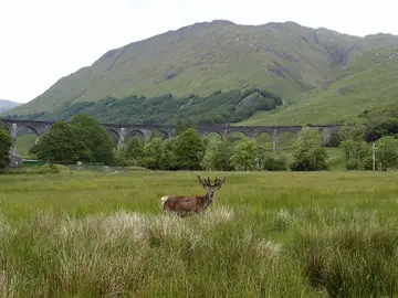 La berrea del ciervo rojo en Fort William, en las Tierras Altas escocesas La berrea del ciervo rojo en Fort William, en las Tierras Altas escocesas
