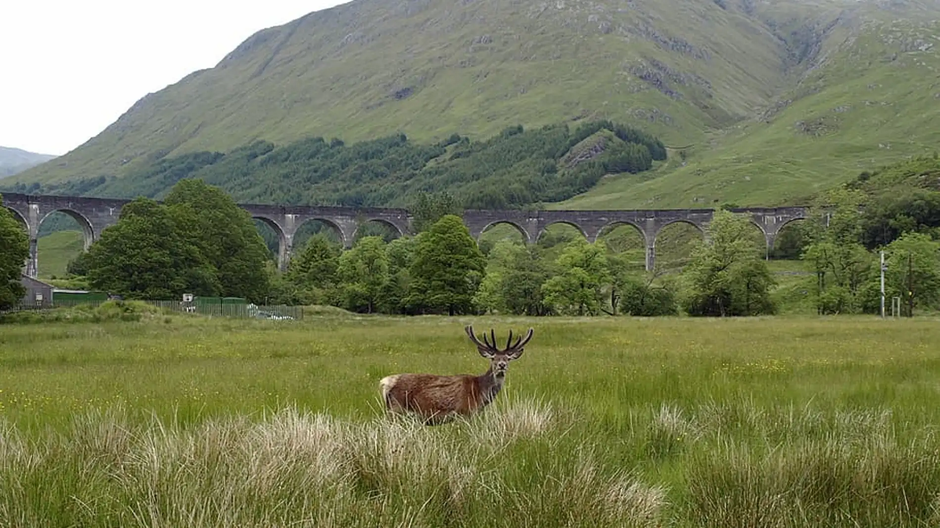 La berrea del ciervo rojo en Fort William, en las Tierras Altas escocesas