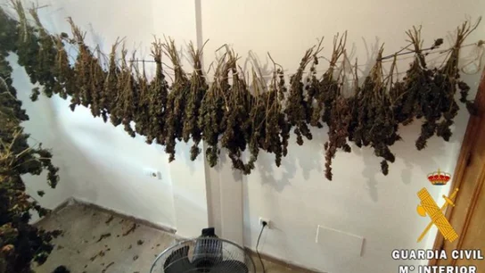 Imagen de la marihuana intervenida Imagen de la marihuana intervenida