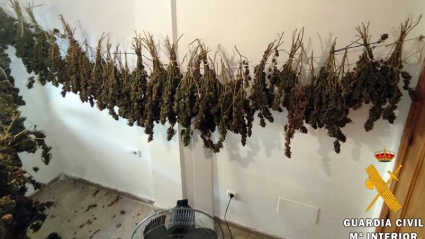 Imagen de la marihuana intervenida Imagen de la marihuana intervenida