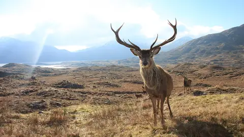 Ciervo rojo Ciervo rojo