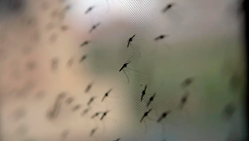 Mosquitos responsables de transmitir los parásitos causantes de la malaria